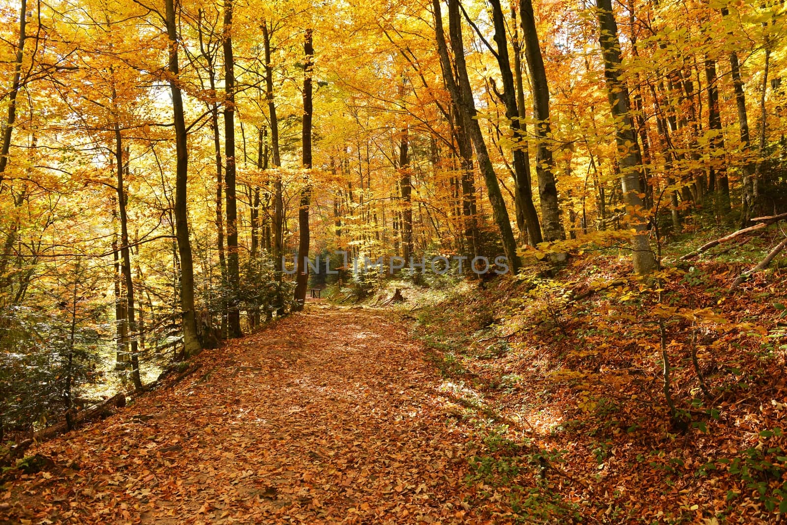 Beautiful autumn forest in Poland - Bieszczadzki National Park