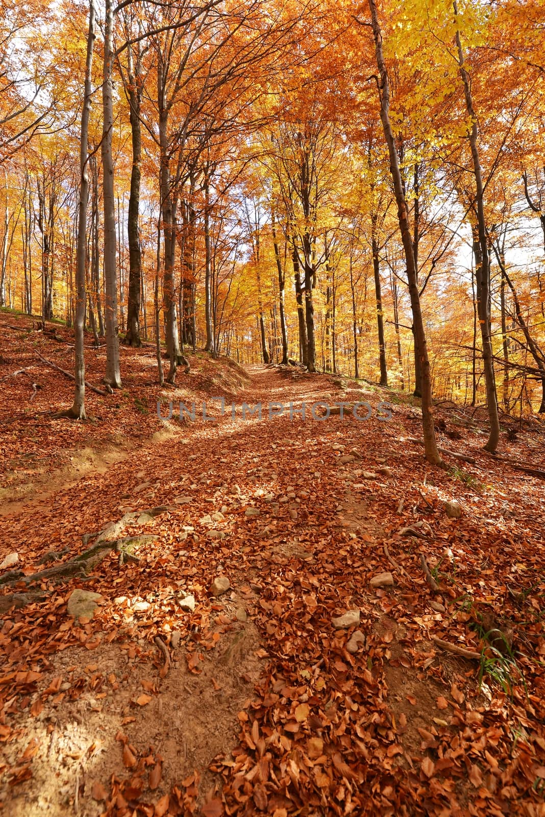 Beautiful autumn forest in Poland - Bieszczadzki National Park