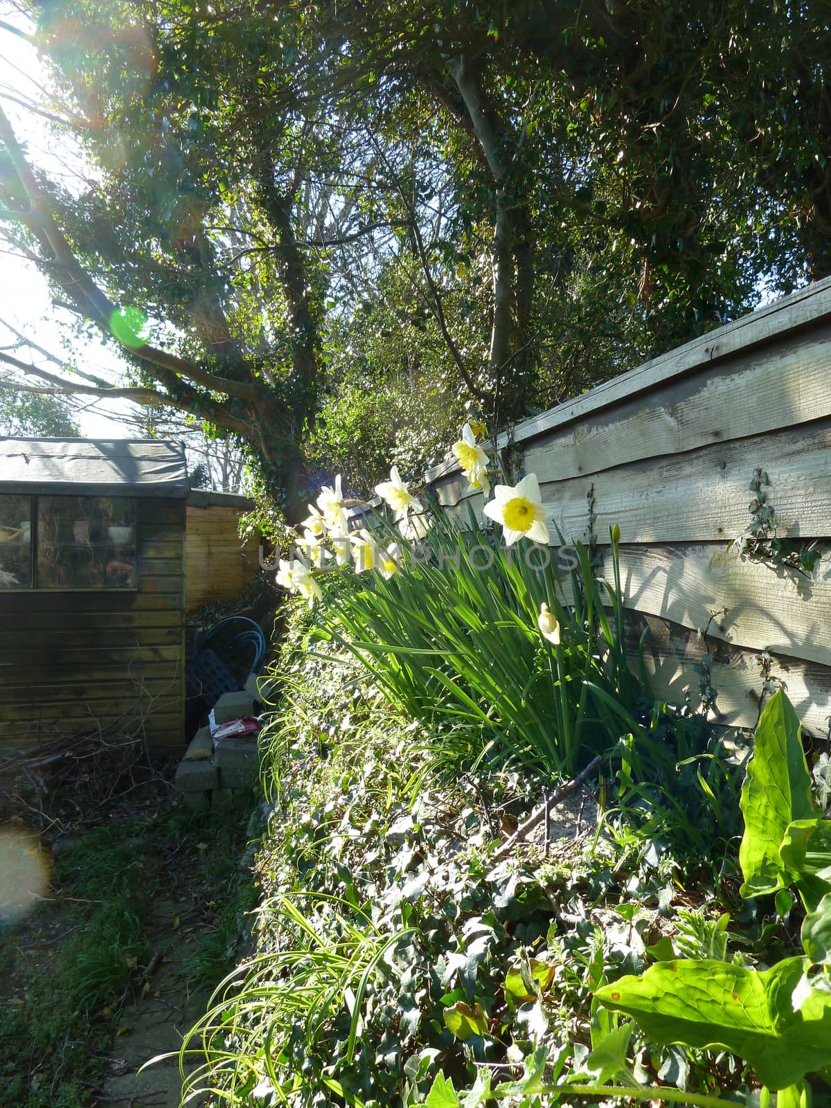 Fence with daffodils by gazmoi