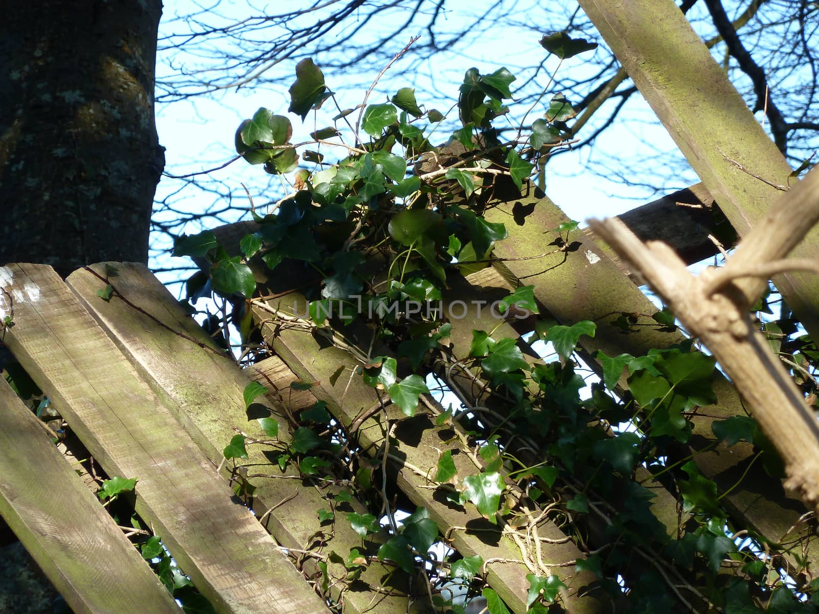 Bright green ivy on an old broken wooden fence