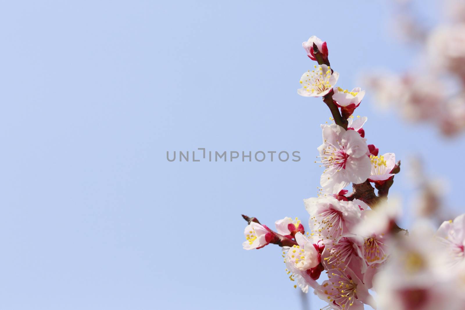 Japanese plum-blossom in Osaka Japan