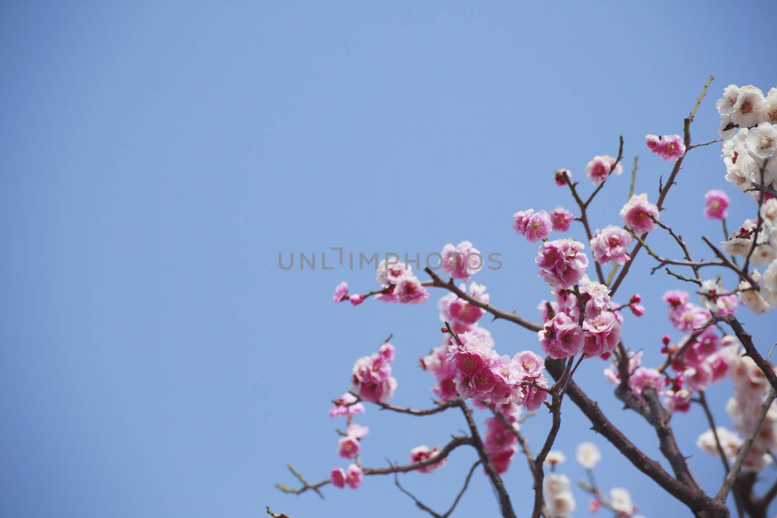 Japanese plum-blossom in Osaka Japan