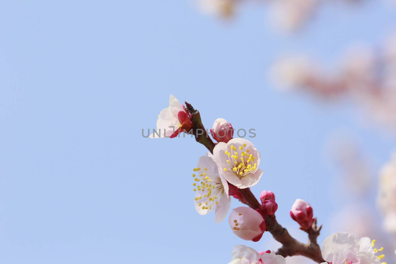 Japanese plum-blossom in Osaka Japan