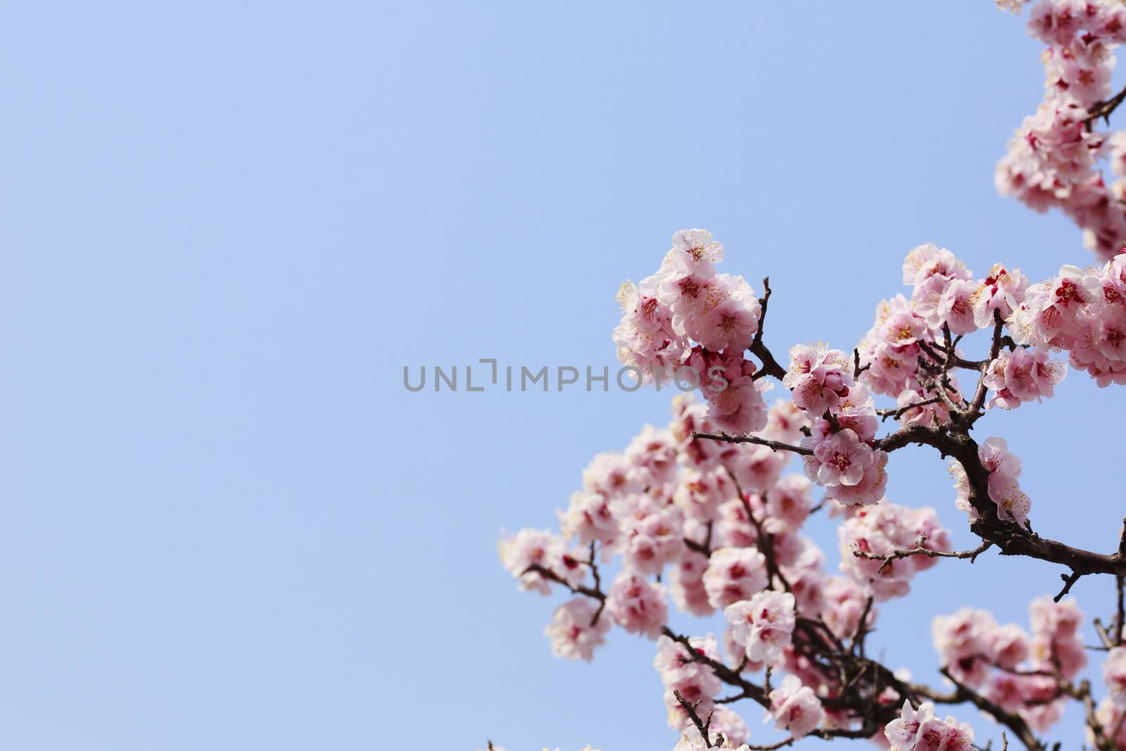 Japanese plum-blossom in Osaka Japan