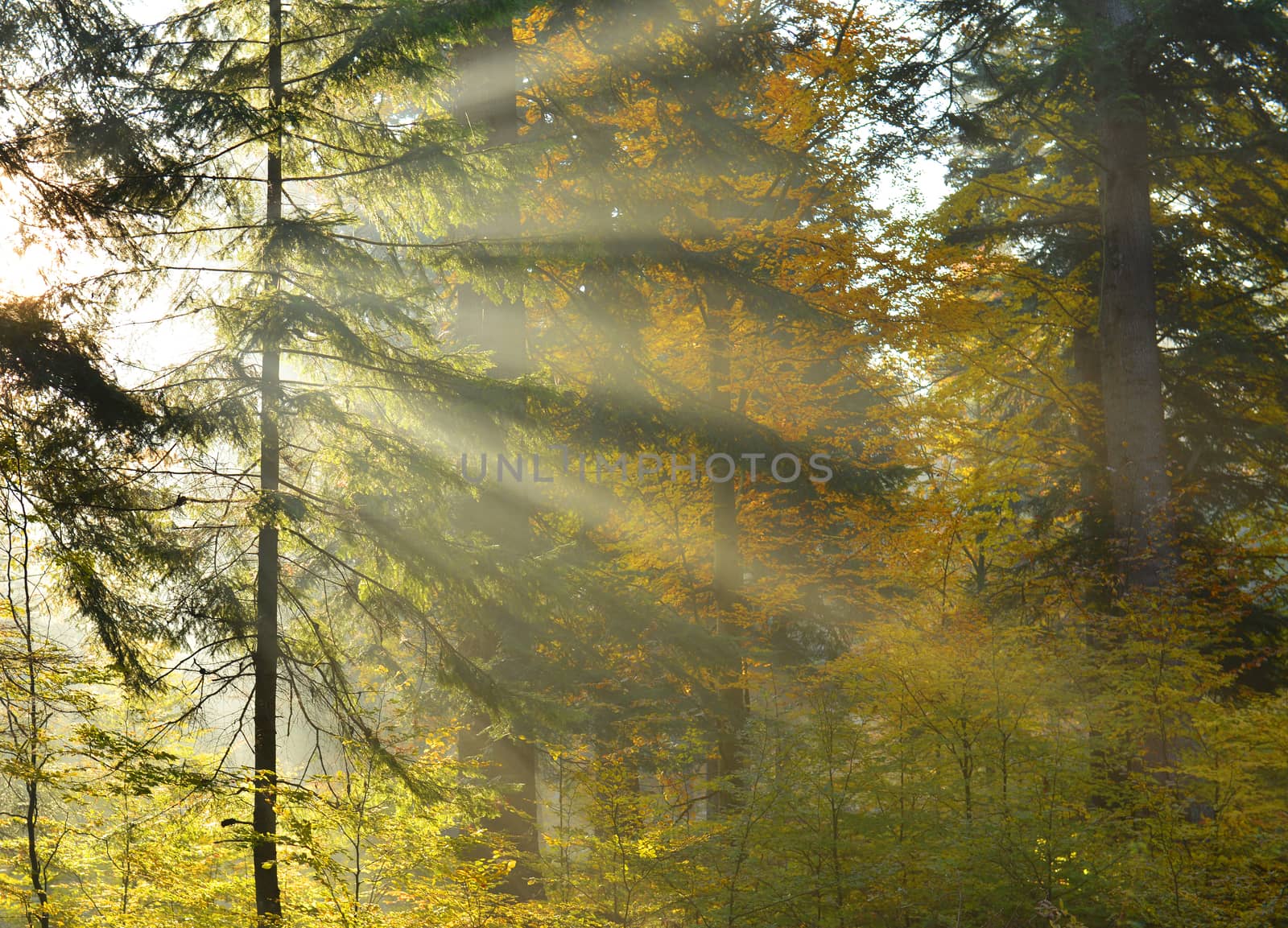 Beautiful autumn dawn in forest