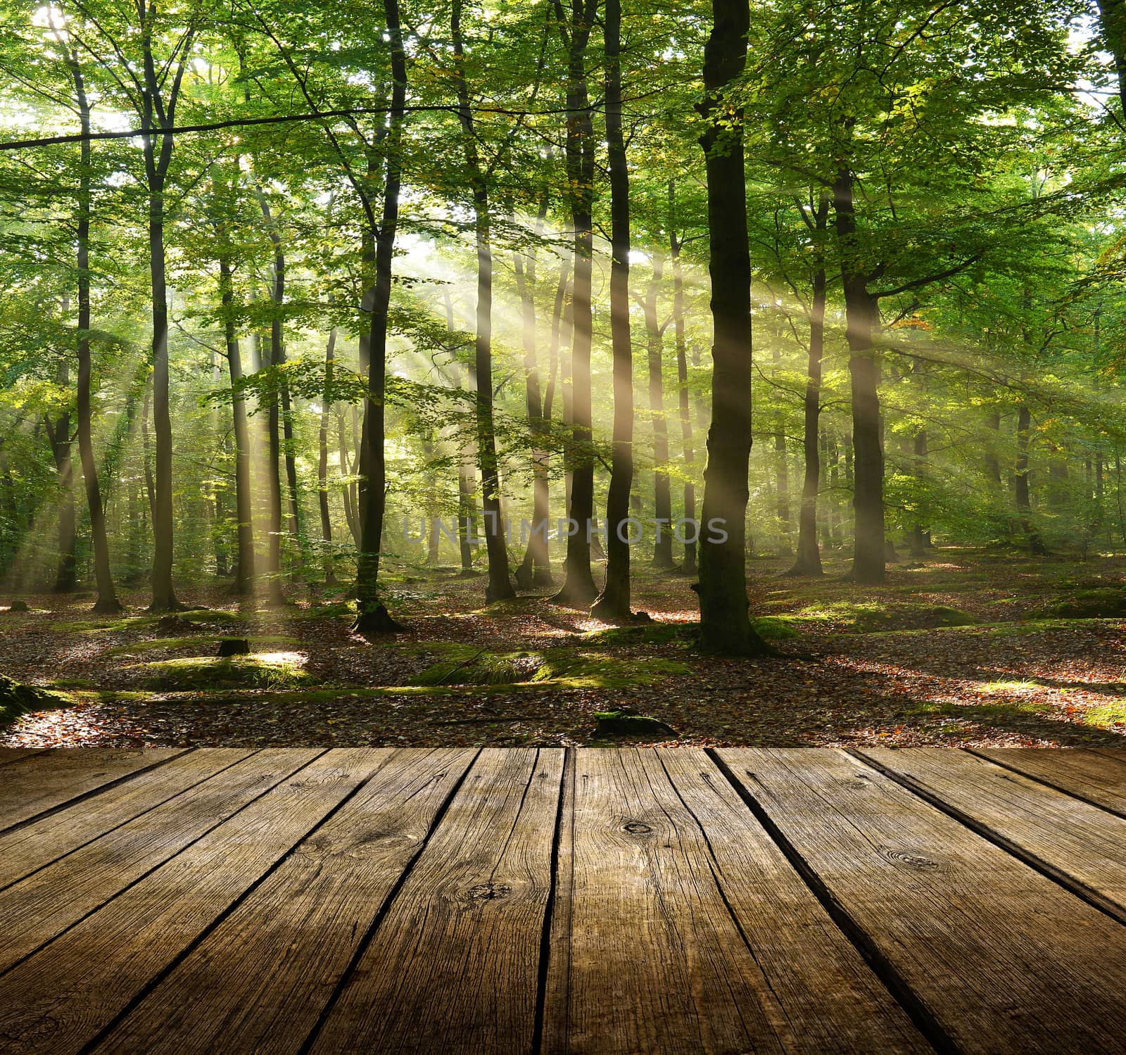Empty wooden deck table with forest background. Ready for product display montage.