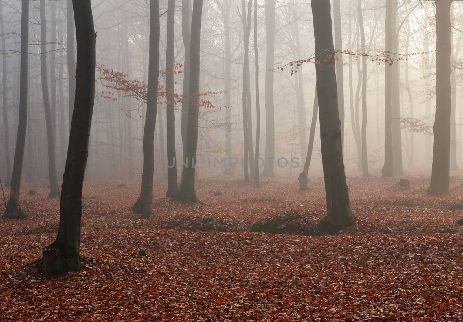 Dark foggy forest