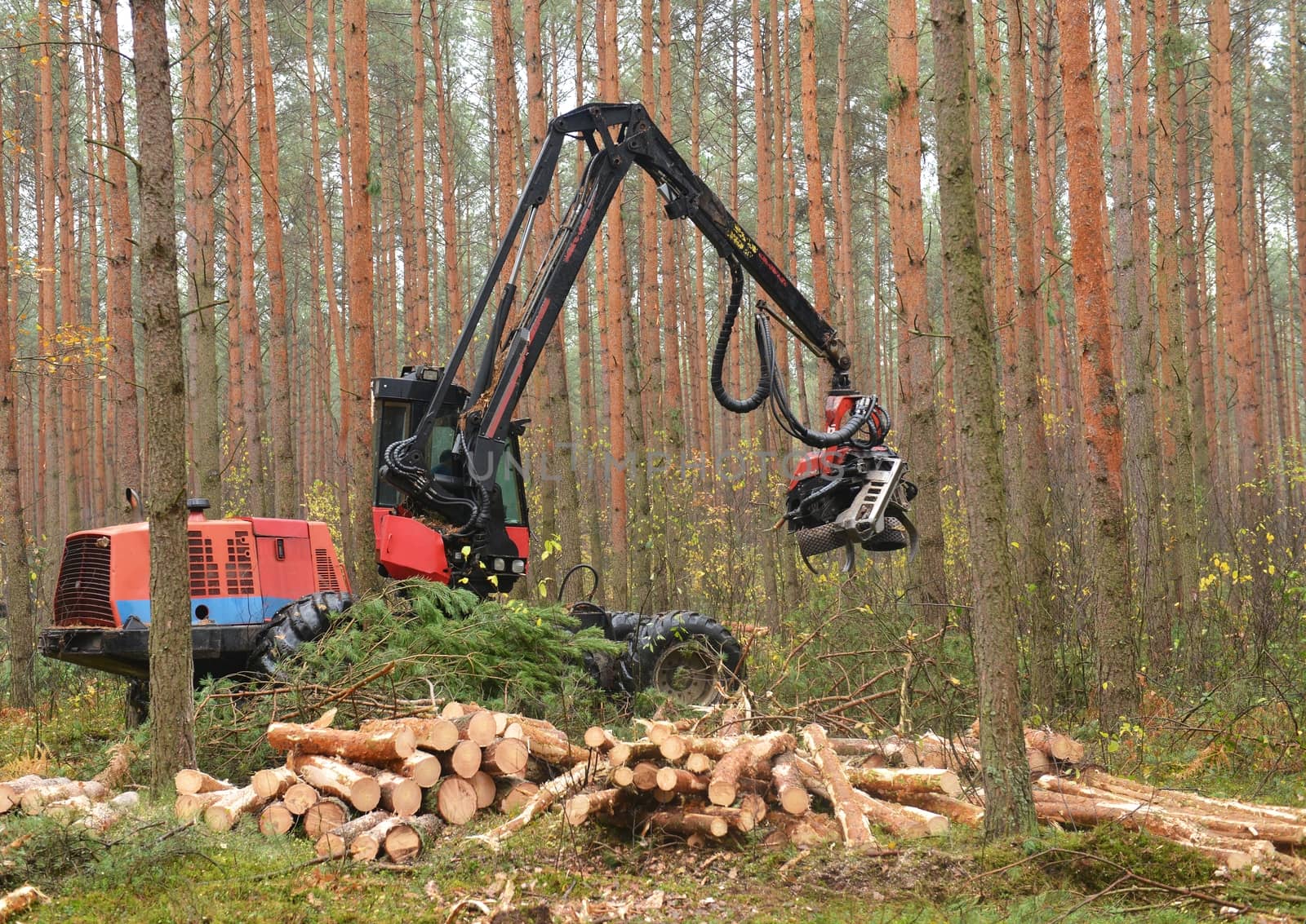 Forestry heavy harvester chopping trees