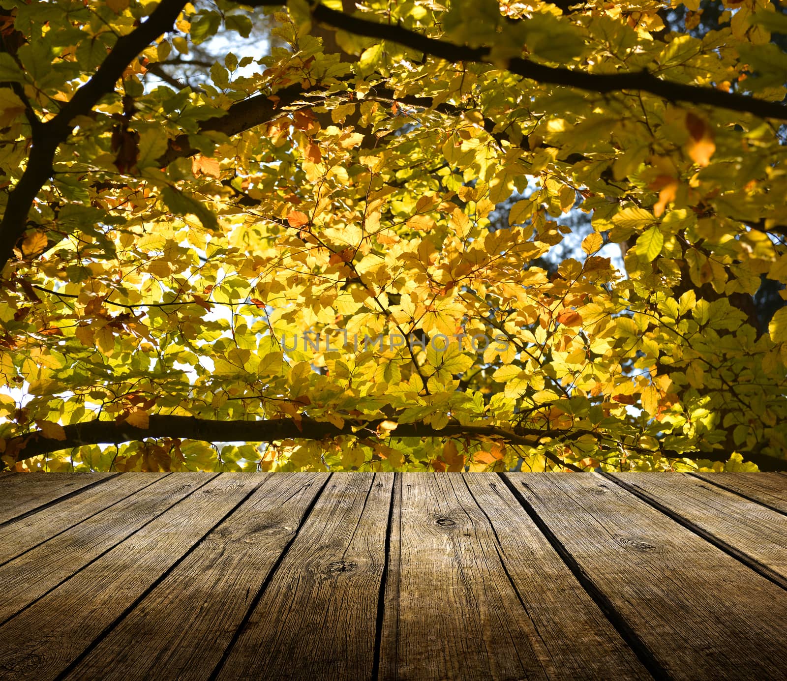 Empty wooden deck table with autumn forest background. Ready for product display montage. 