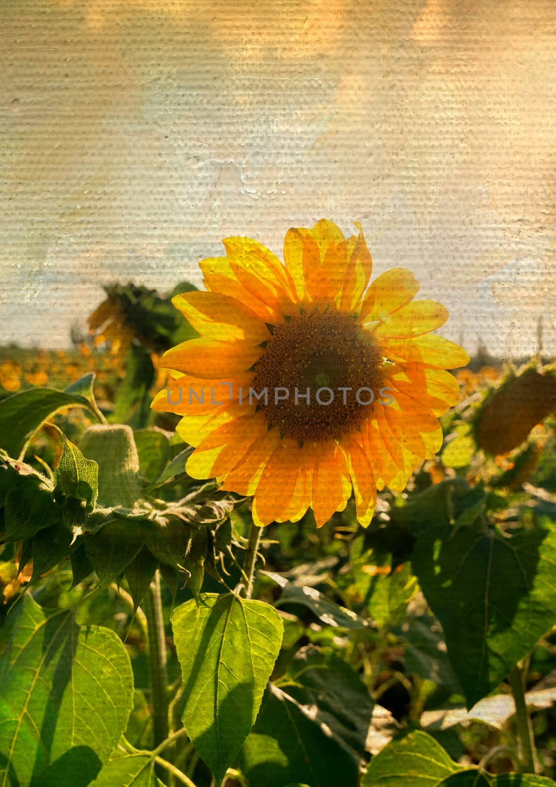 Field of sunflowers on a texture of canvas