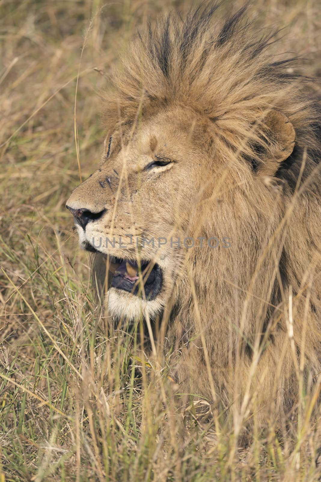Male lion  resting in grasses , Masai Mara National Reserve, Kenya, Africa