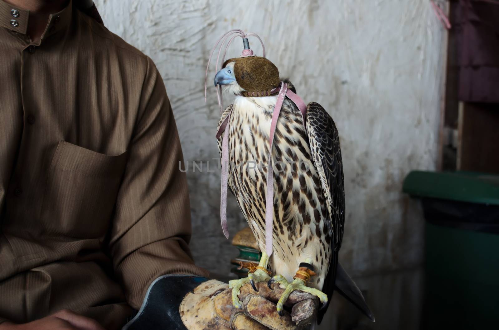 Falconer with falconry falcon by pljvv
