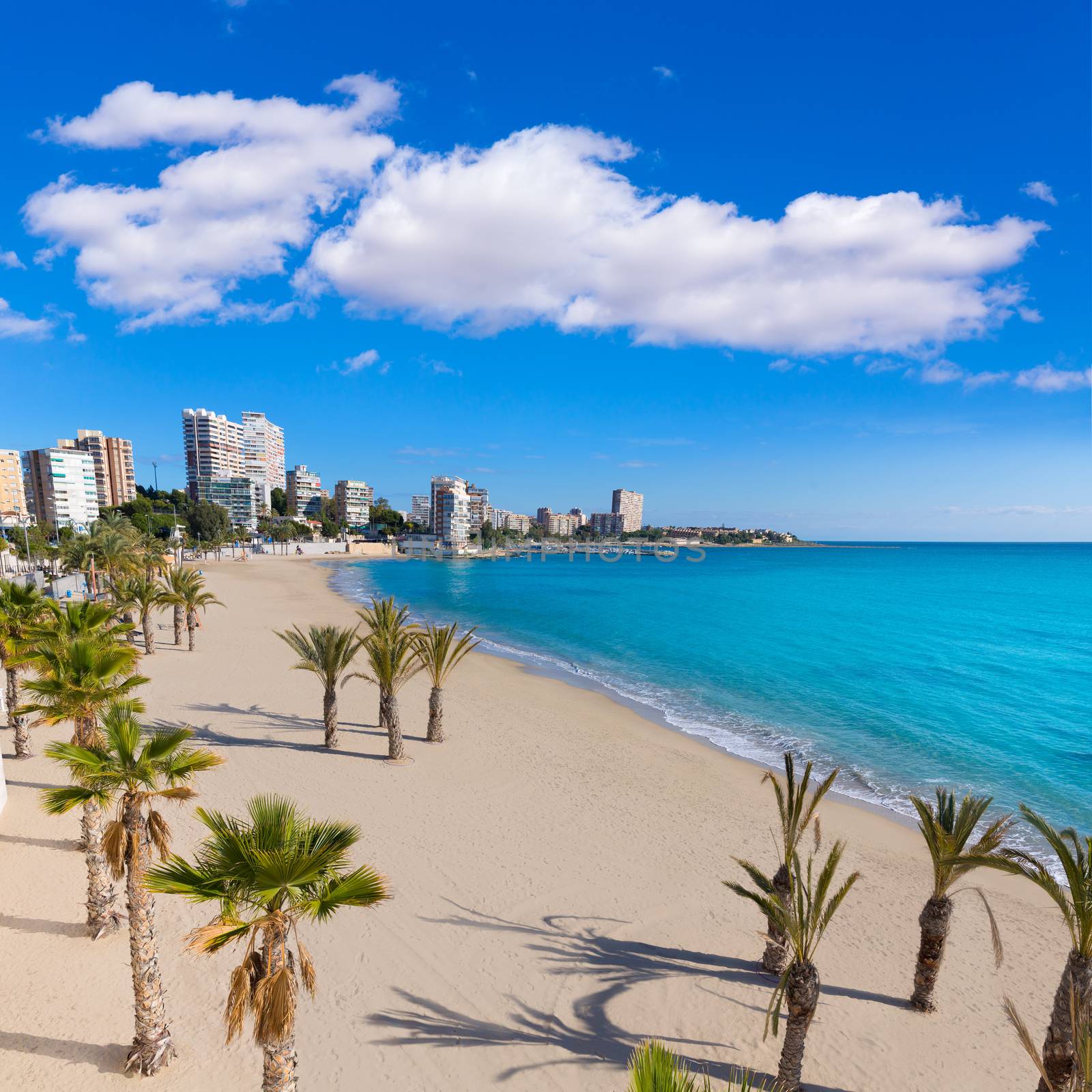 Alicante San Juan beach of La Albufereta with palms trees by lunamarina