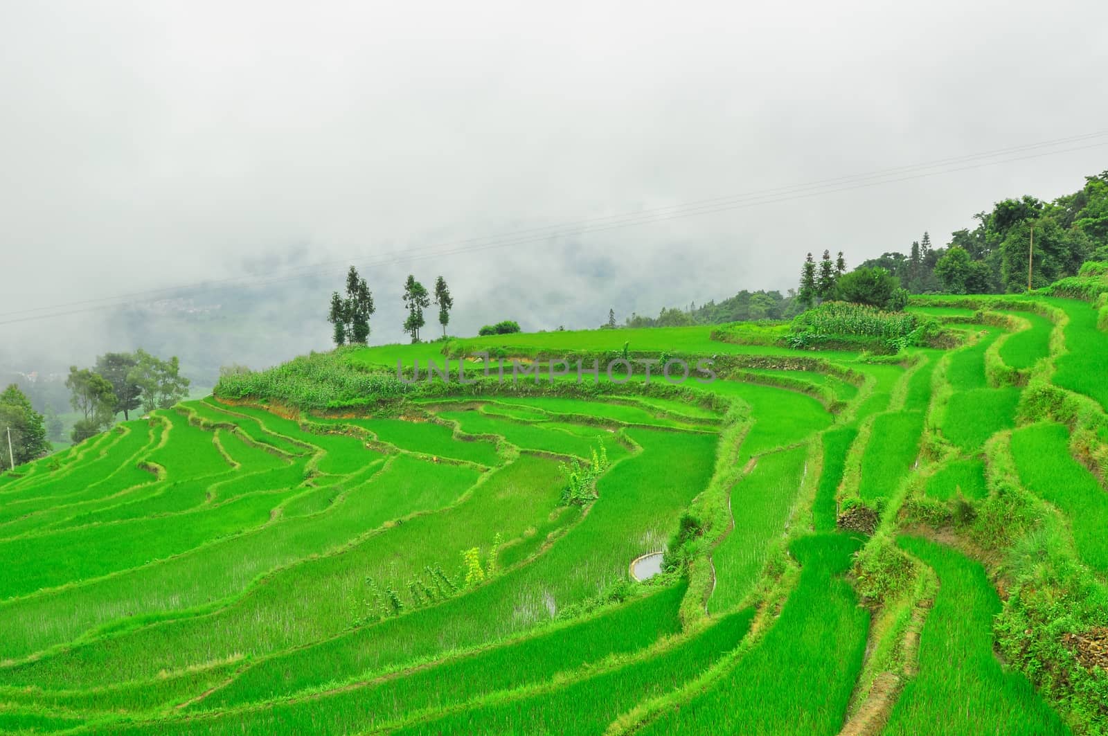 South China, Yunnan - 2011: Rice terraces in highlands by weltreisendertj