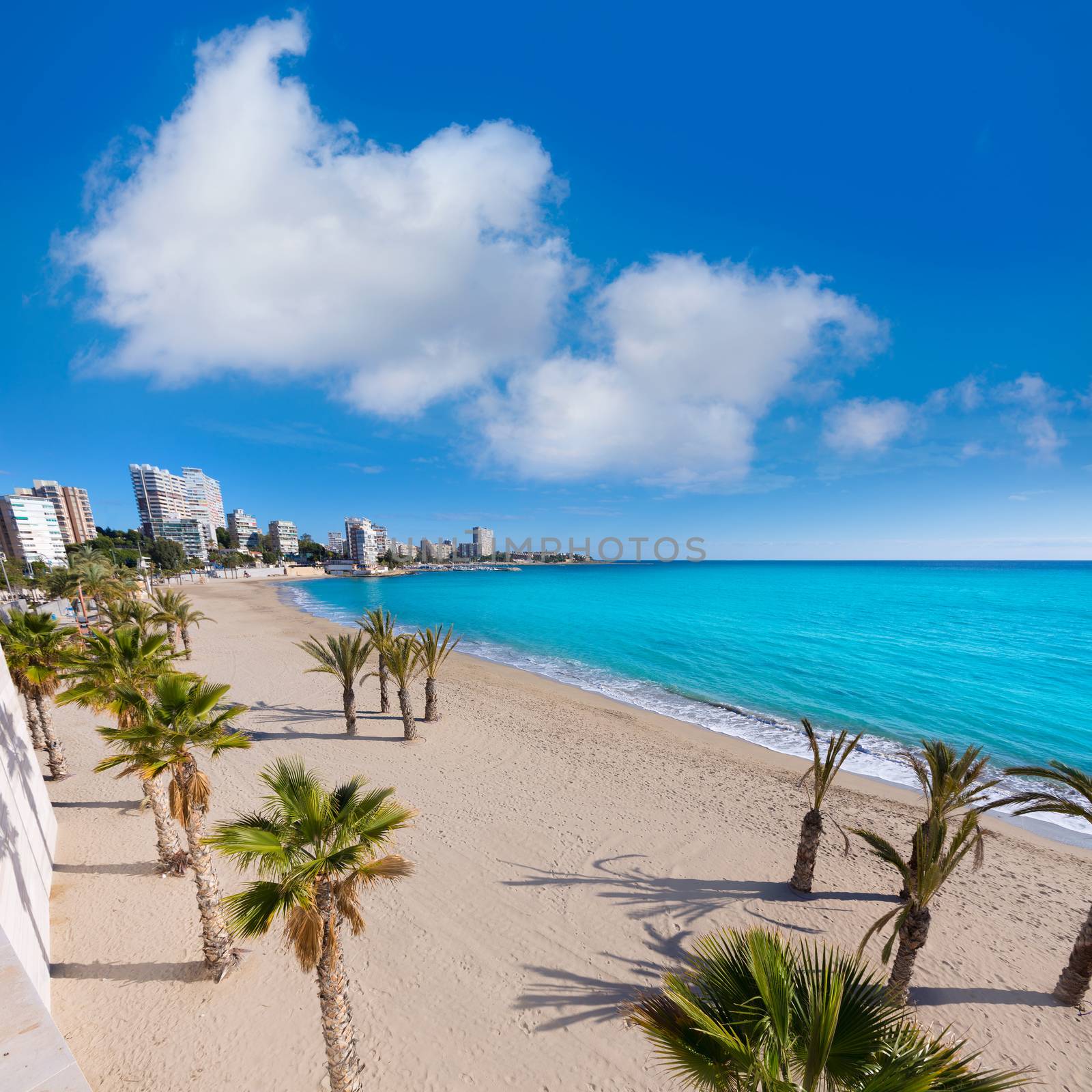 Alicante San Juan beach of La Albufereta with palms trees in Mediterranean Spain