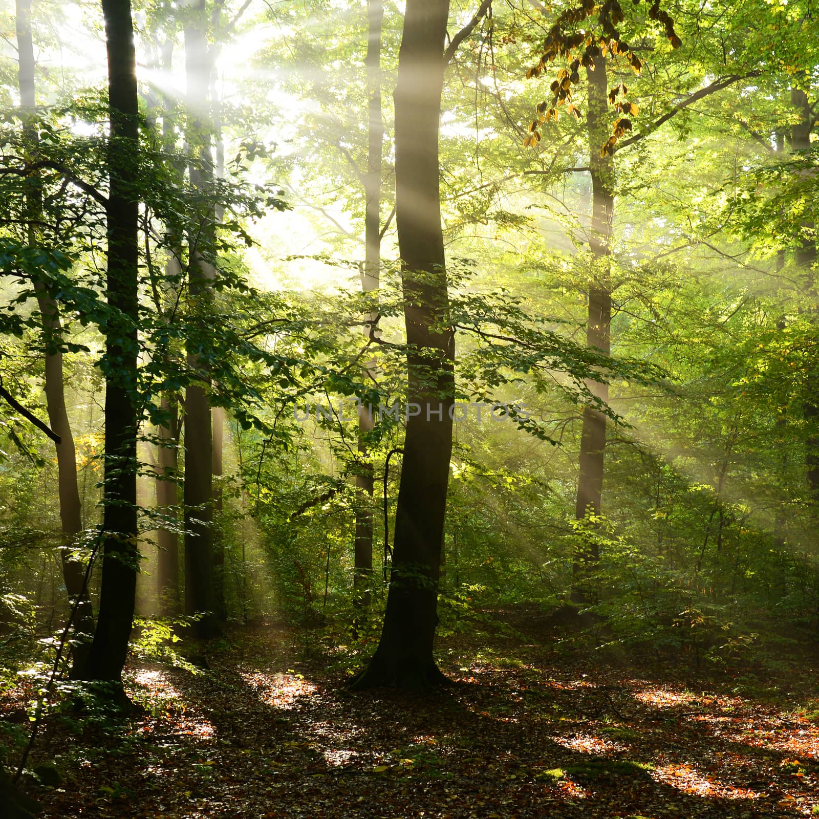 Autumn dawn in magic forest