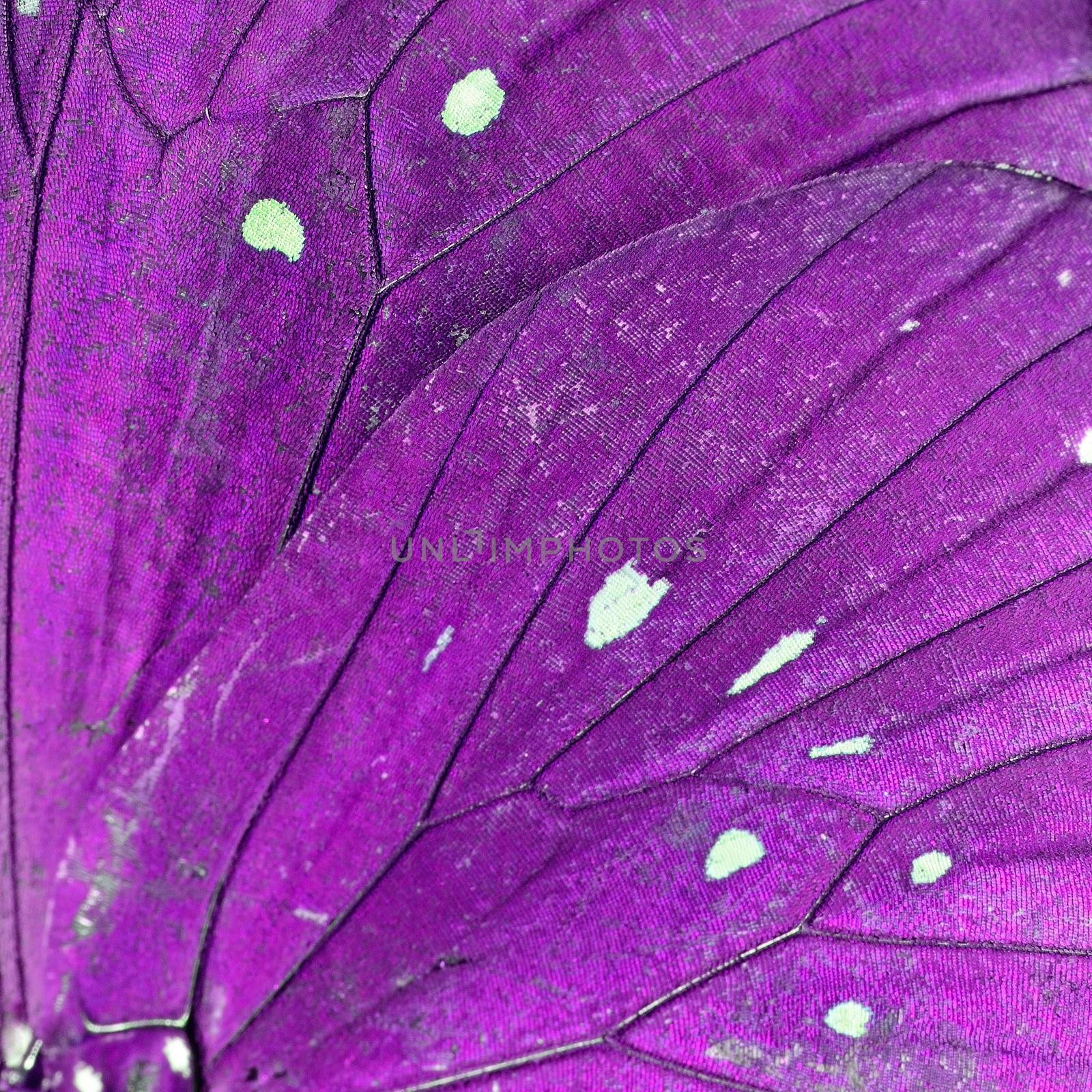 Macro closeup of butterfly wing background pattern, filter image