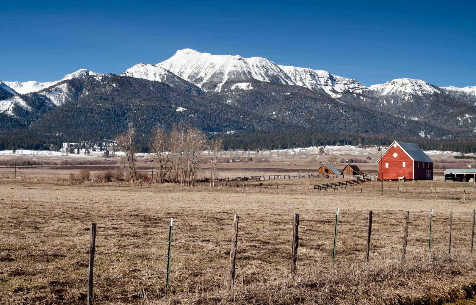 Red Barn Shelters Old Mare on Horse Ranch