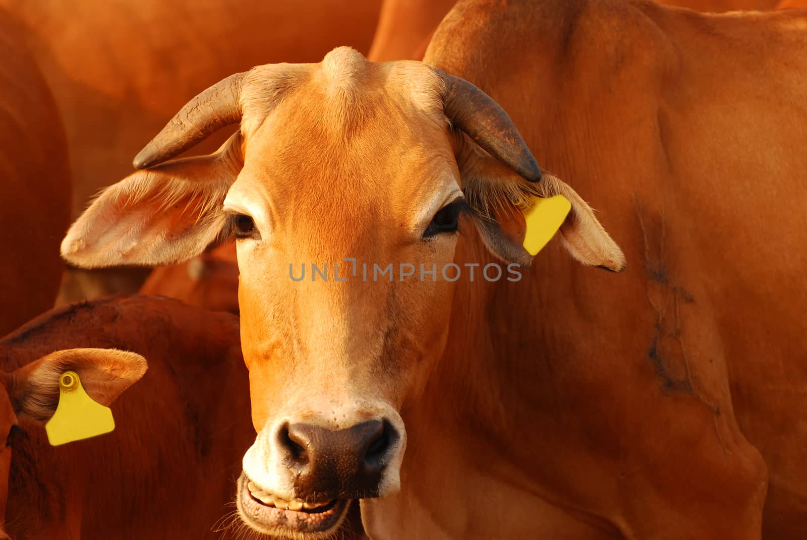 Brown cow smiling by Surasak
