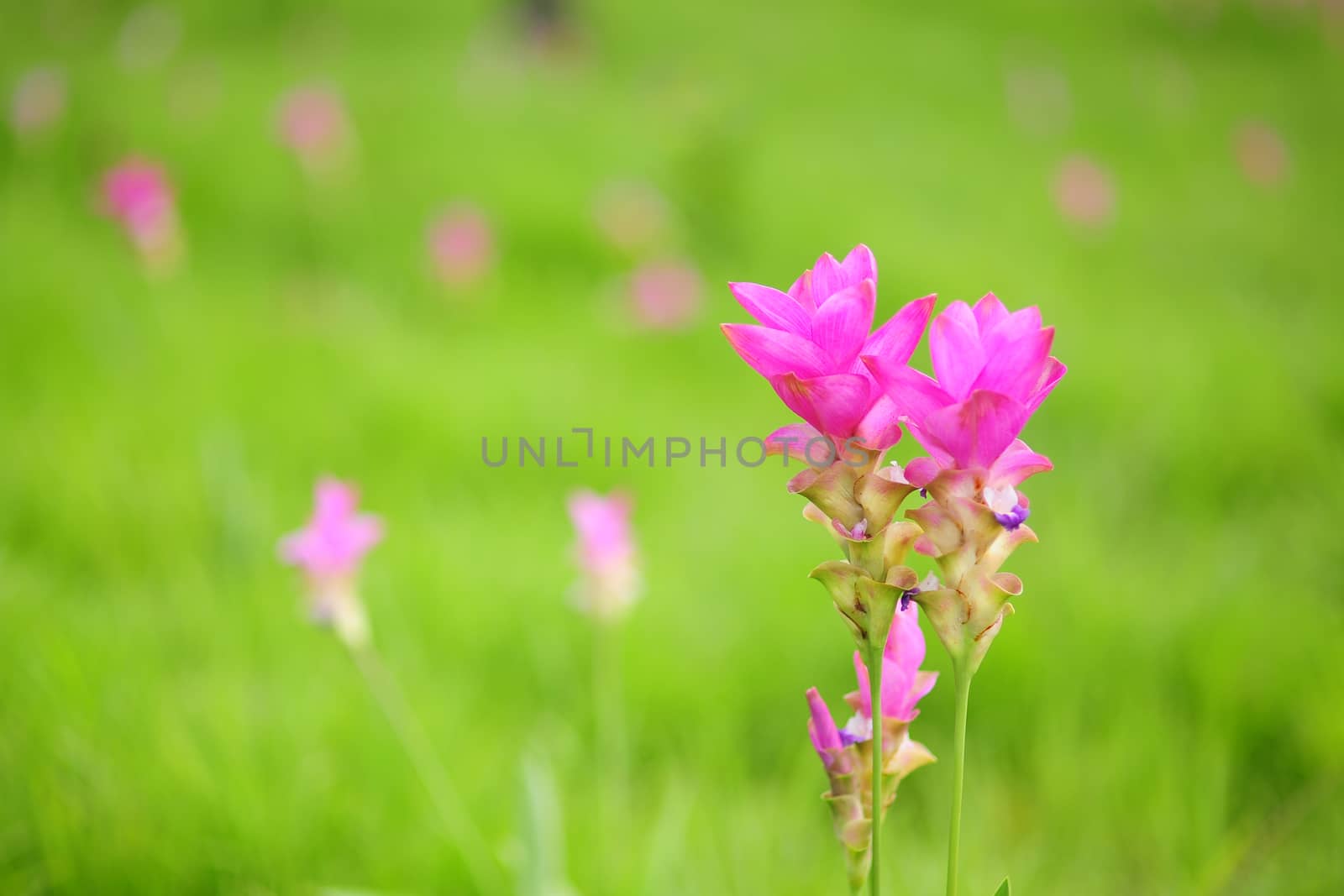 Pink flower in Thailand