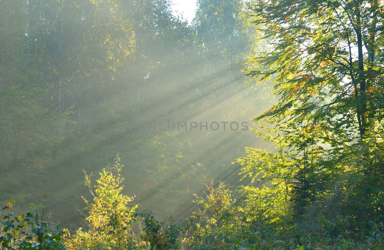 Beautiful autumn morning in the forest