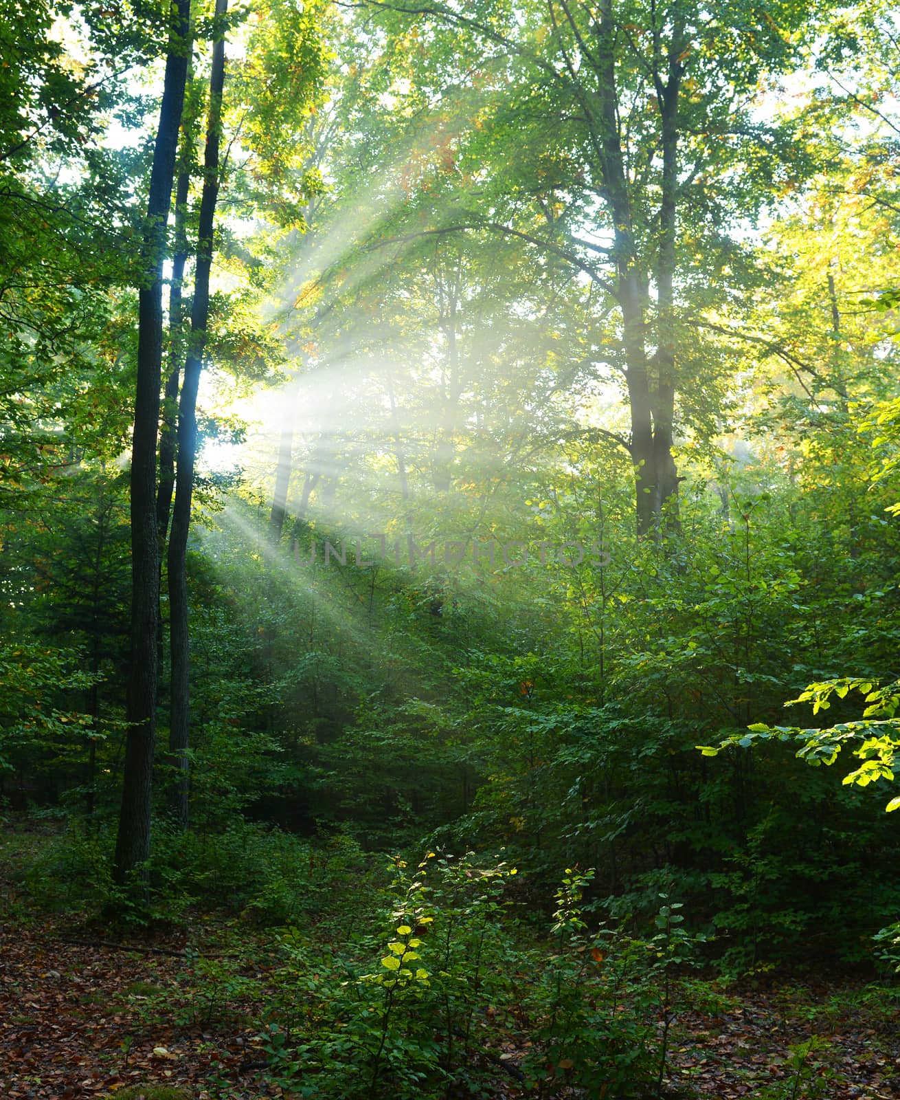 Beautiful autumn morning in the forest