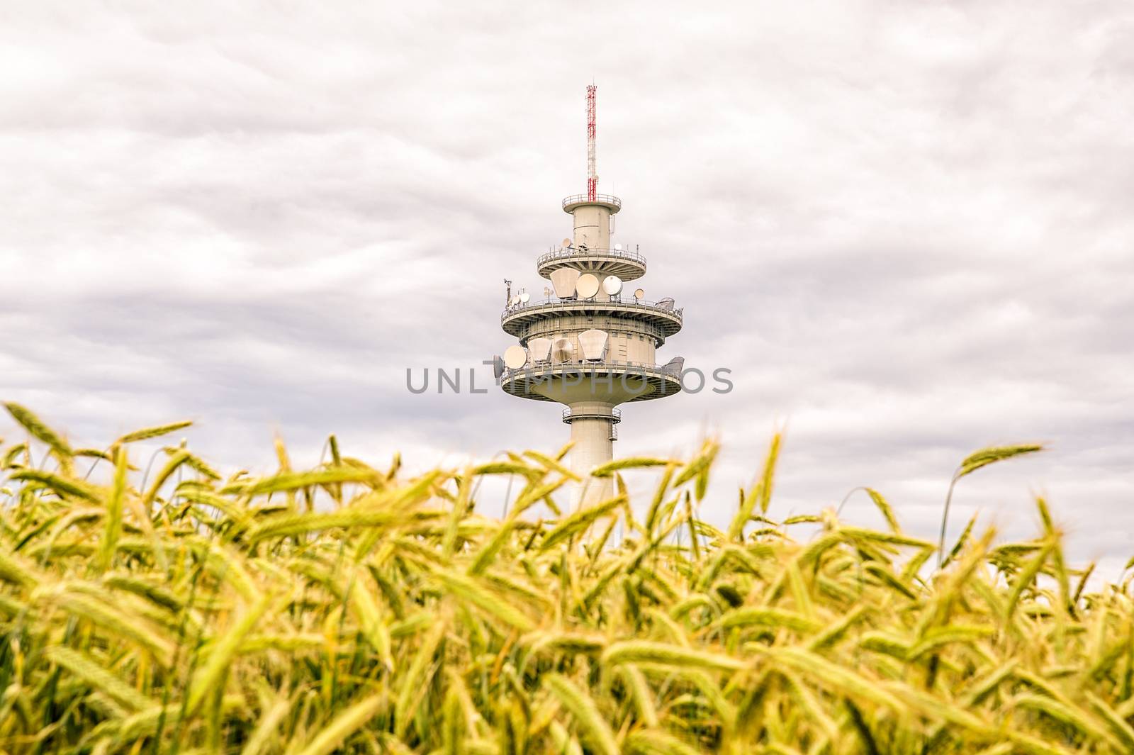Telecommunication tower located behind a corn field