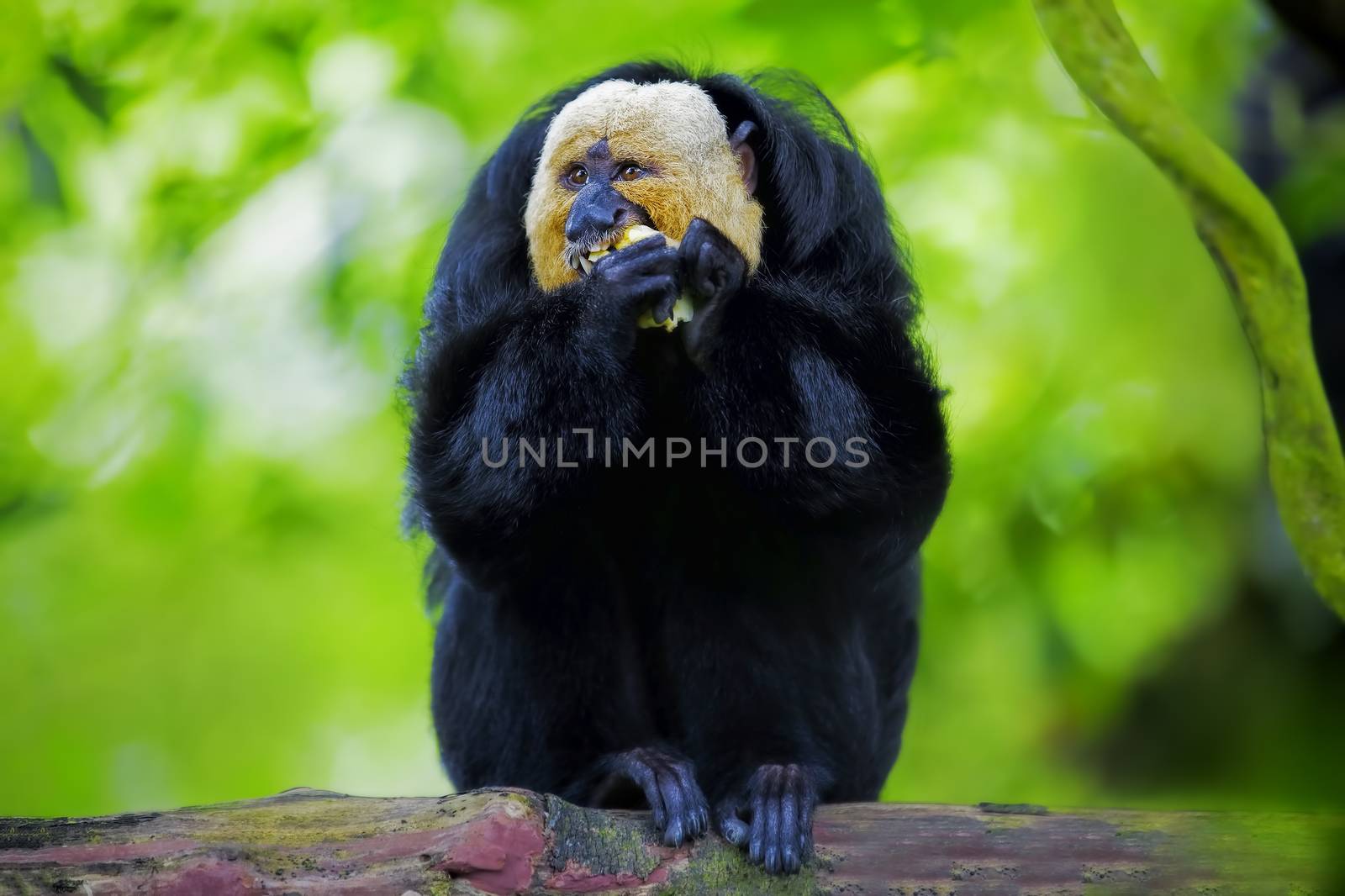 White-faced Saki Monkey sitting in the treetops
