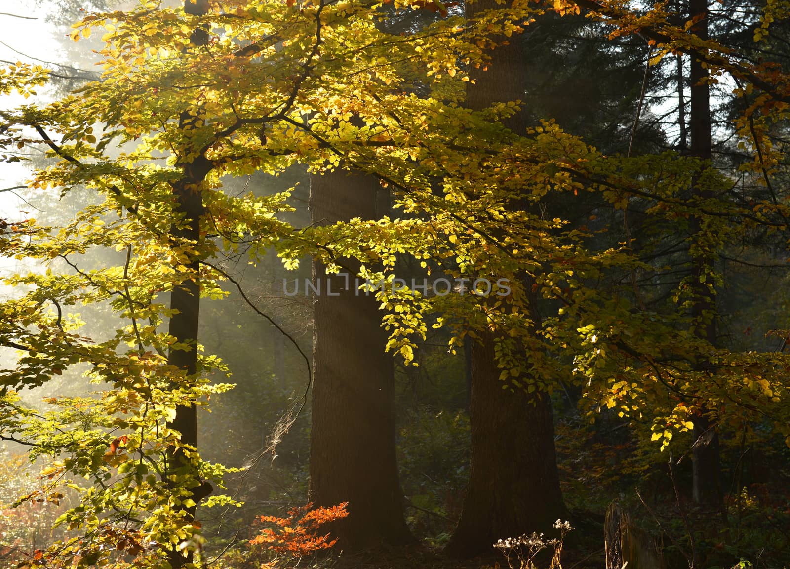 Autumn dawn in the forest