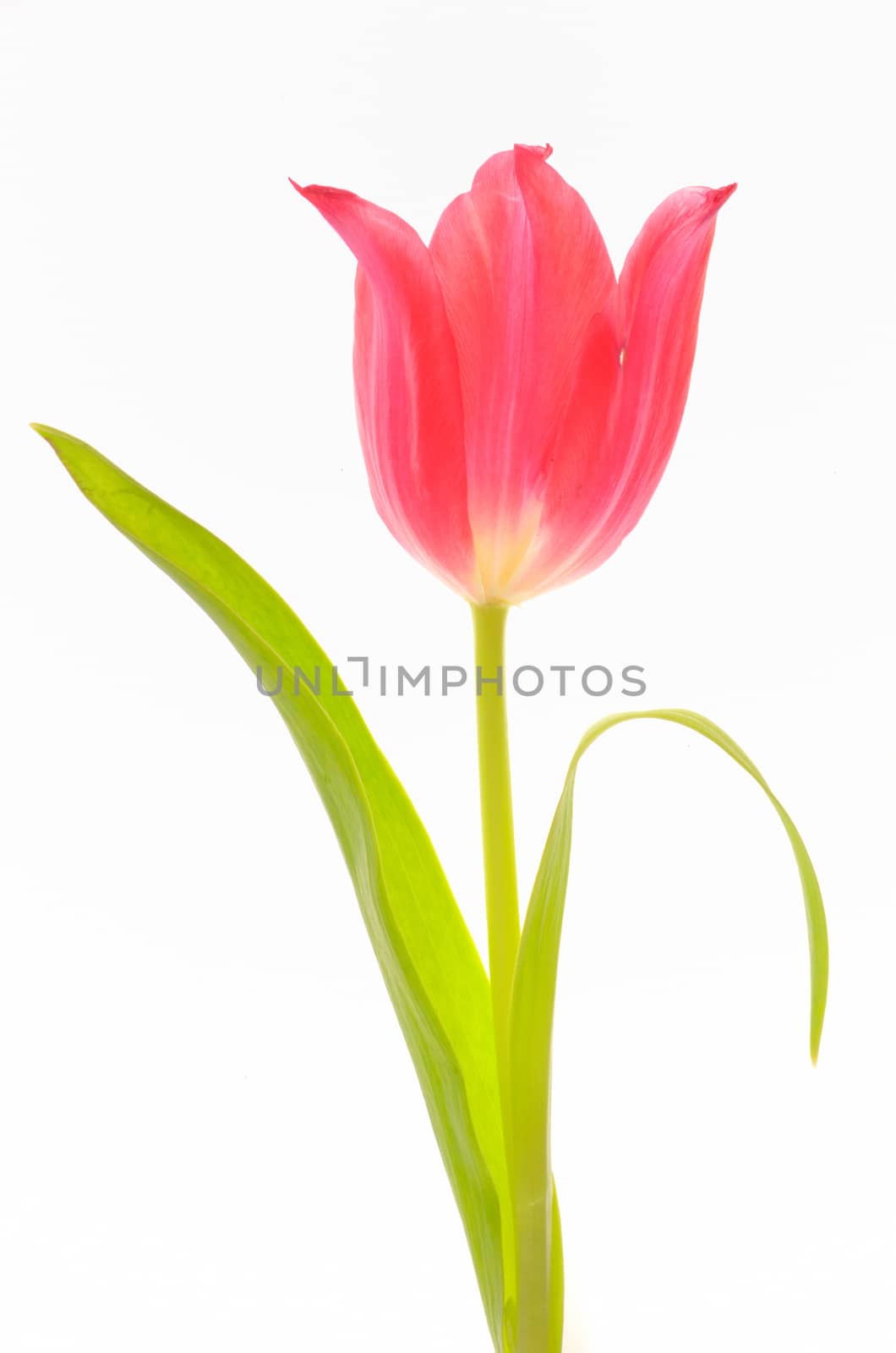 red tulip by jordachelr