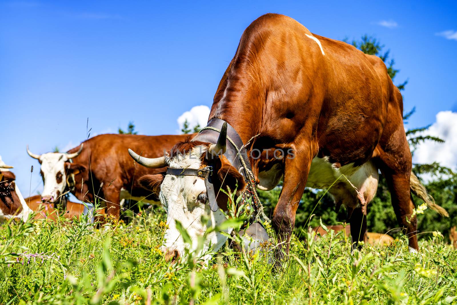 Alpine cows by ventdusud