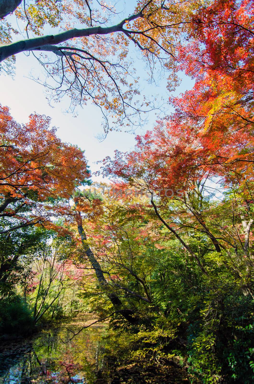 Japanese garden in autumn, Tokyo, Japan by siraanamwong