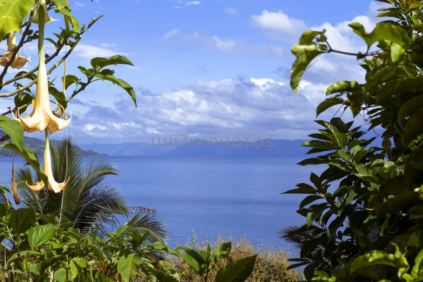 Flowers and Lake Toba. North Sumatra, Indonesia.