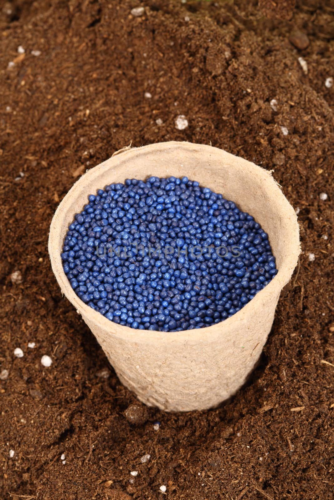 colored rapeseed sowing seed in paper pot