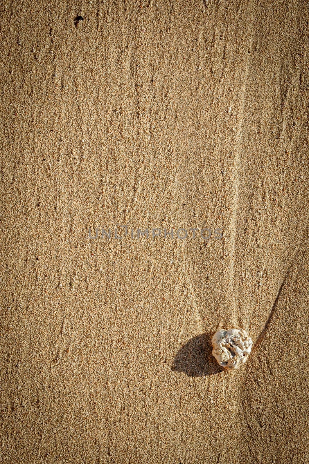 Vacation Image Of Single Piece Of Coral On A Sandy Beach