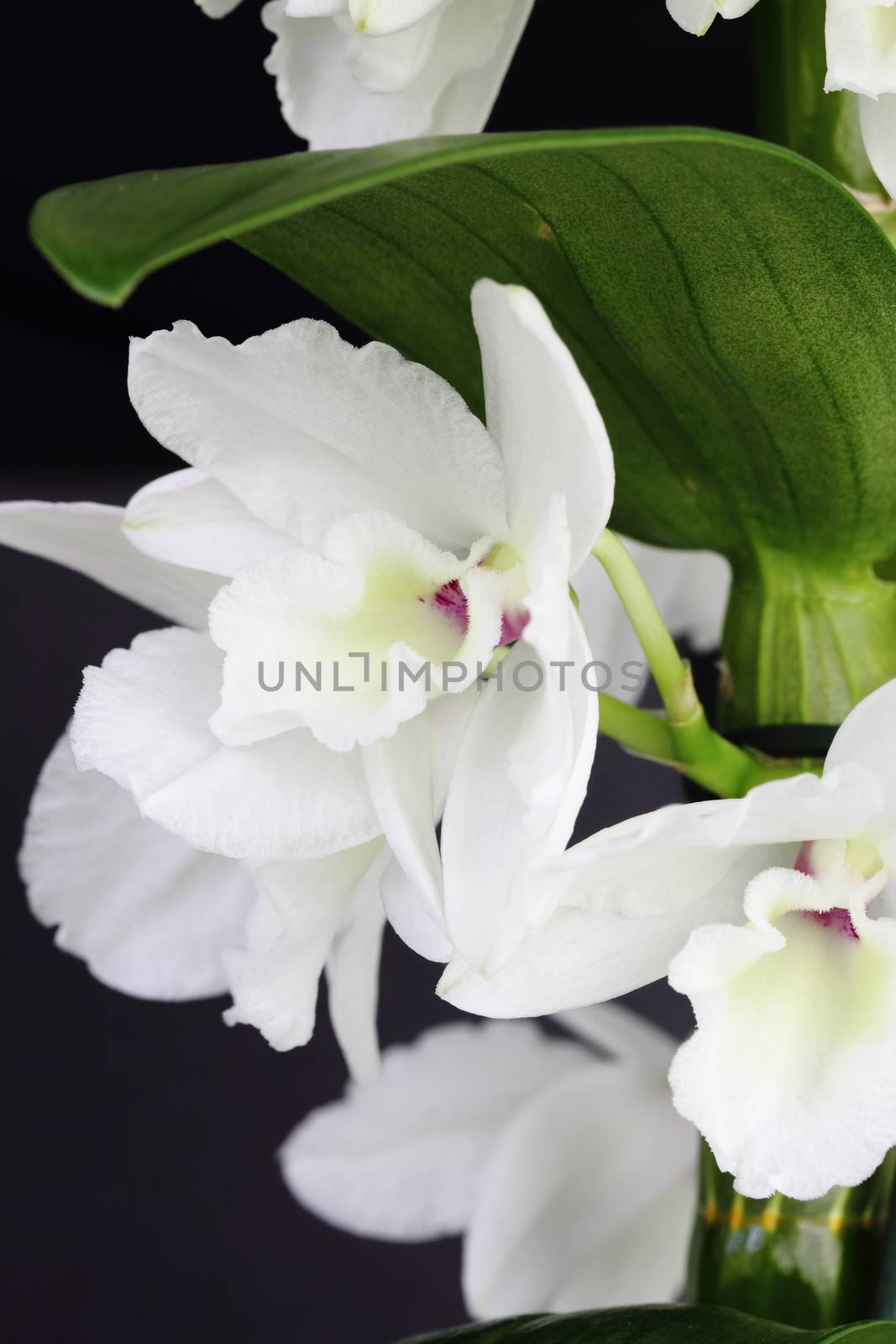 Dendrobium orchid by mitzy