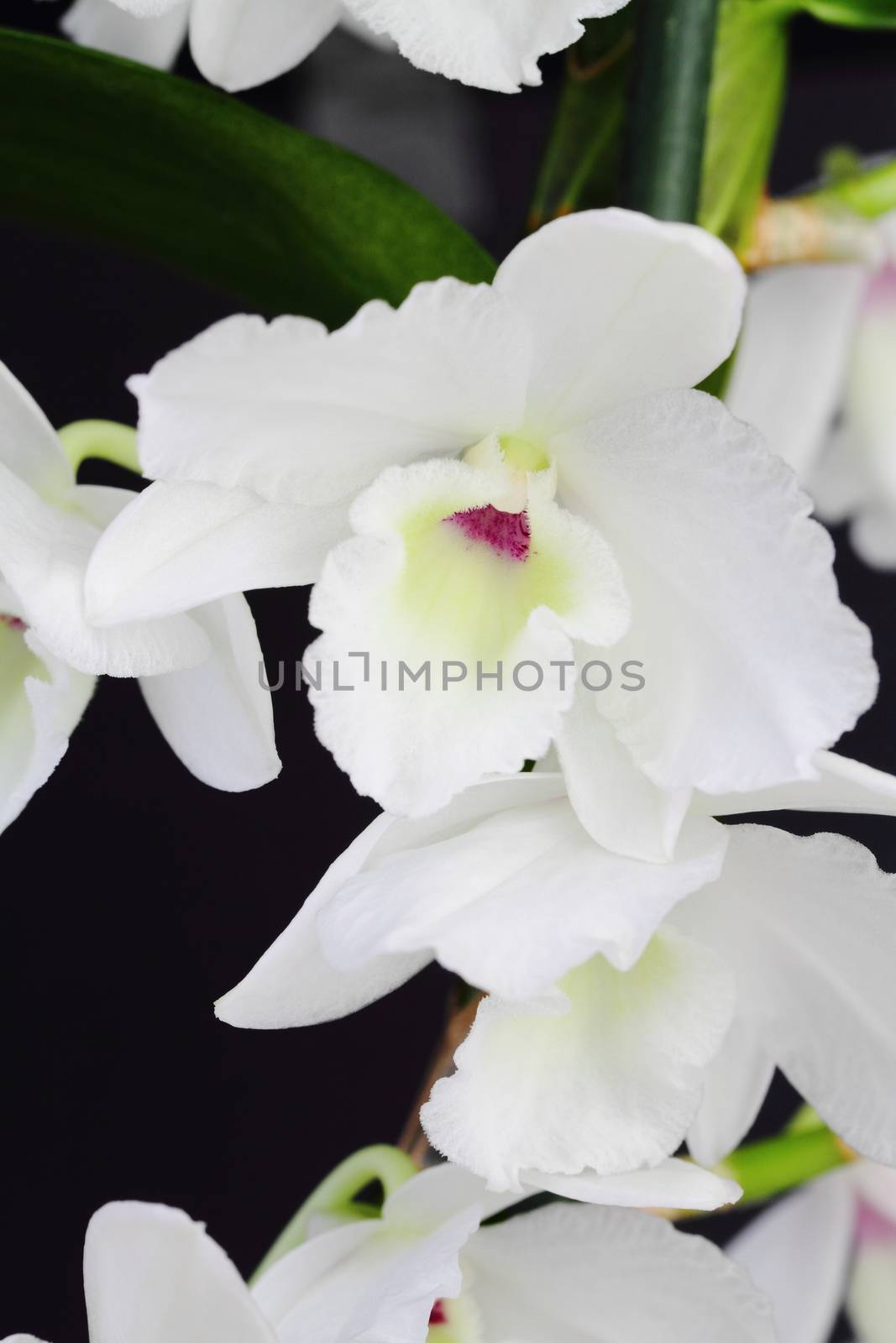 Dendrobium orchid by mitzy