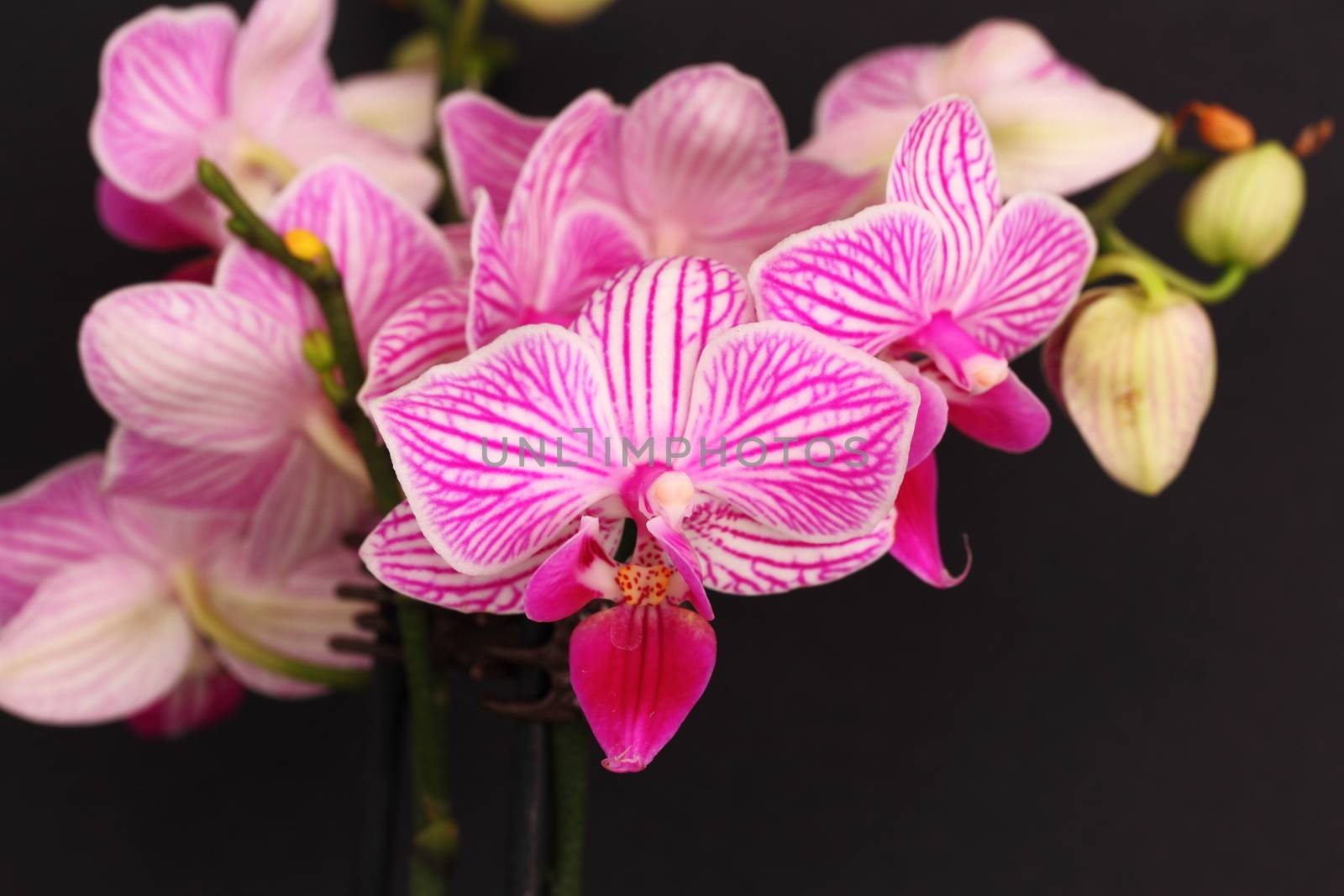 Phalaenopsis orchid by mitzy