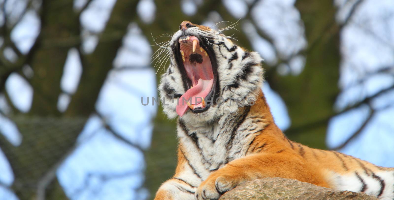 Siberian tiger (Panthera tigris altaica) by mitzy