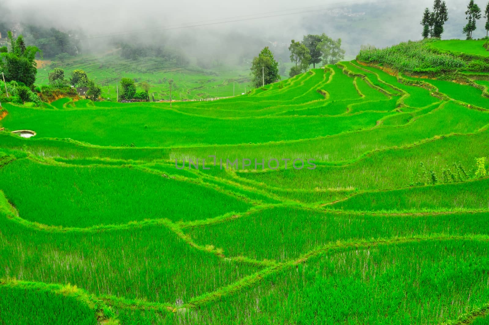 South China, Yunnan - 2011: Rice terraces in highlands by weltreisendertj