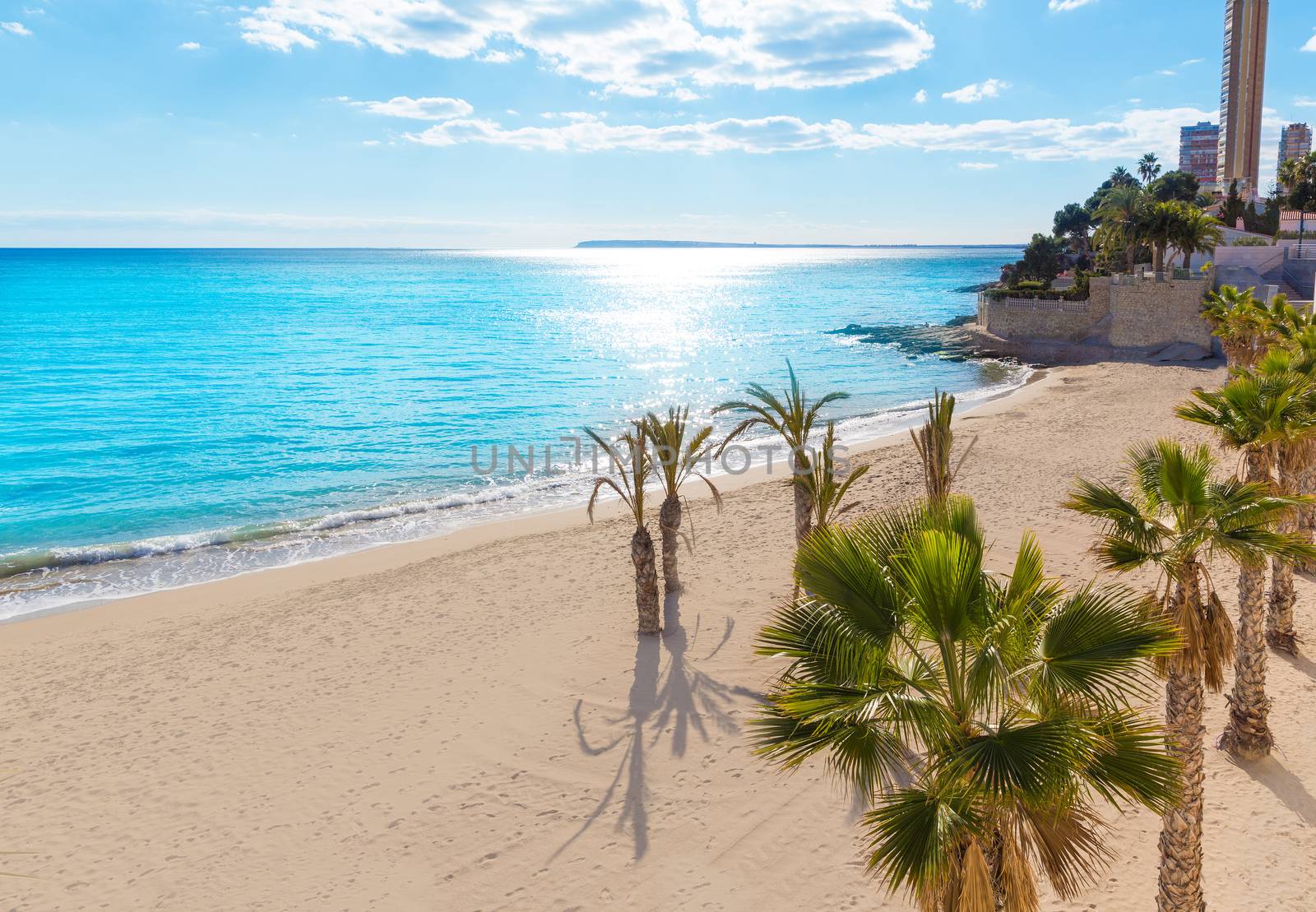 Alicante San Juan beach of La Albufereta with palms trees by lunamarina