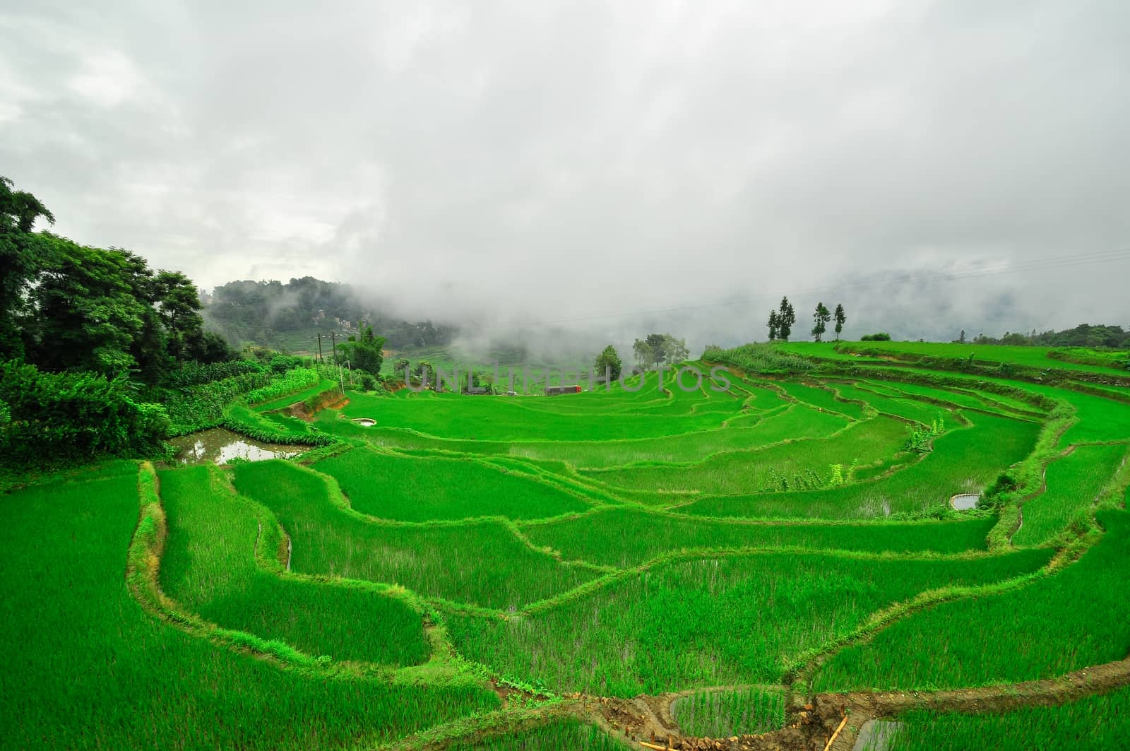 South China, Yunnan - 2011: Rice terraces in highlands by weltreisendertj