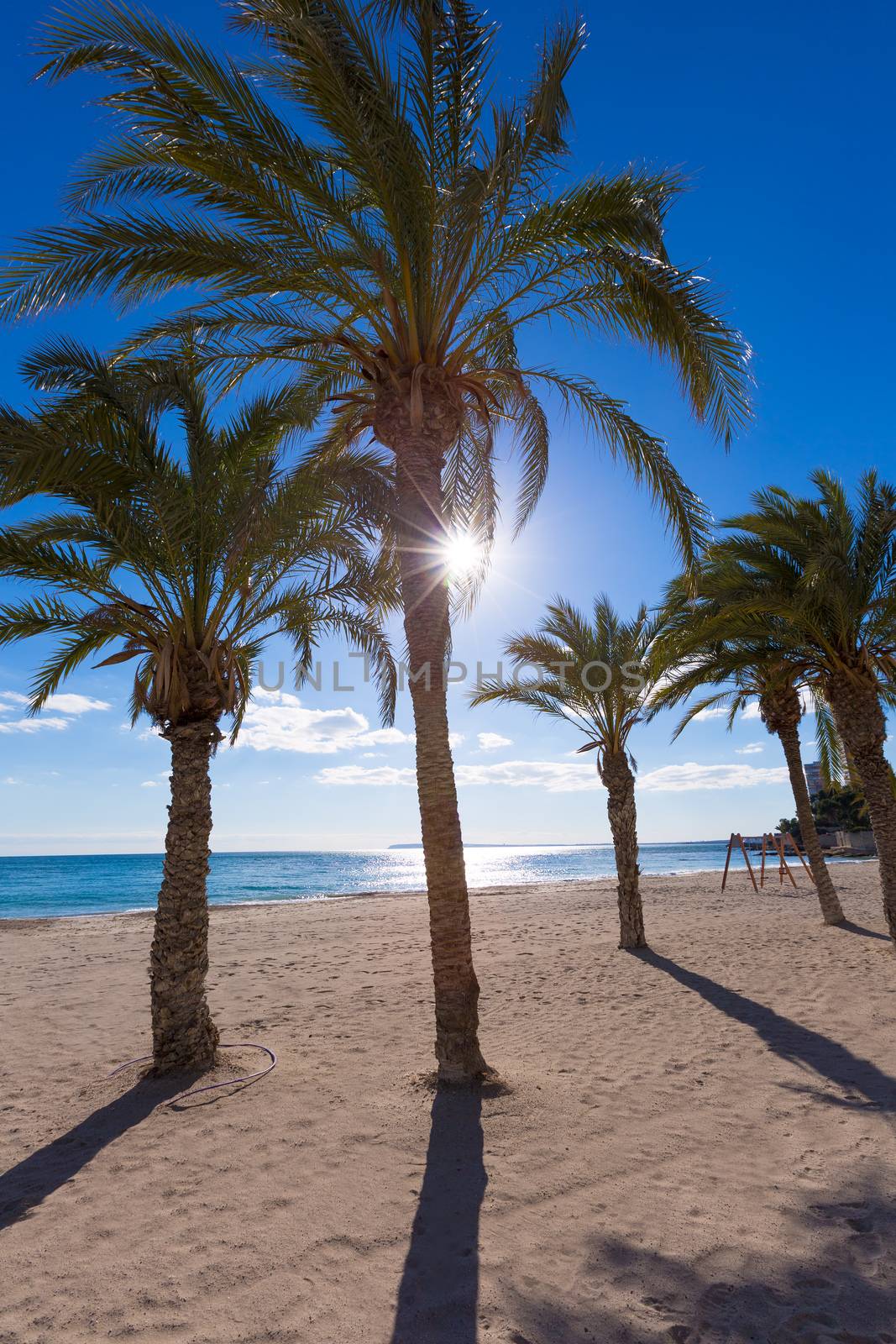 Alicante San Juan beach of La Albufereta with palms trees by lunamarina