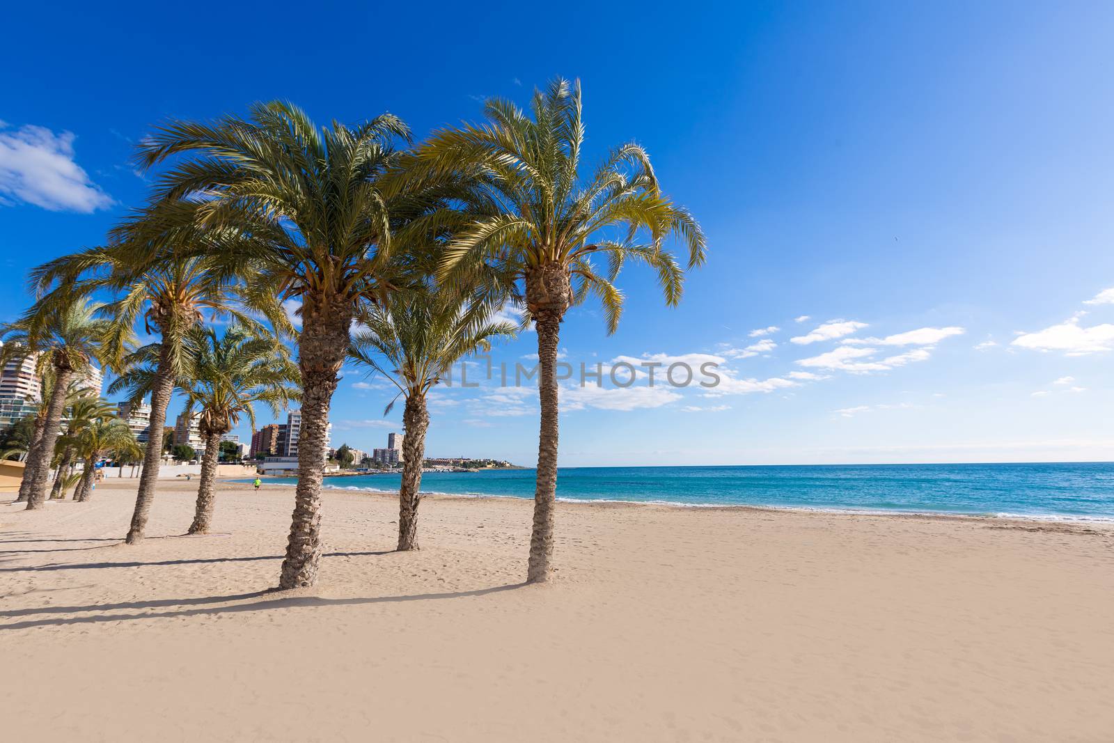Alicante San Juan beach of La Albufereta with palms trees in Mediterranean Spain