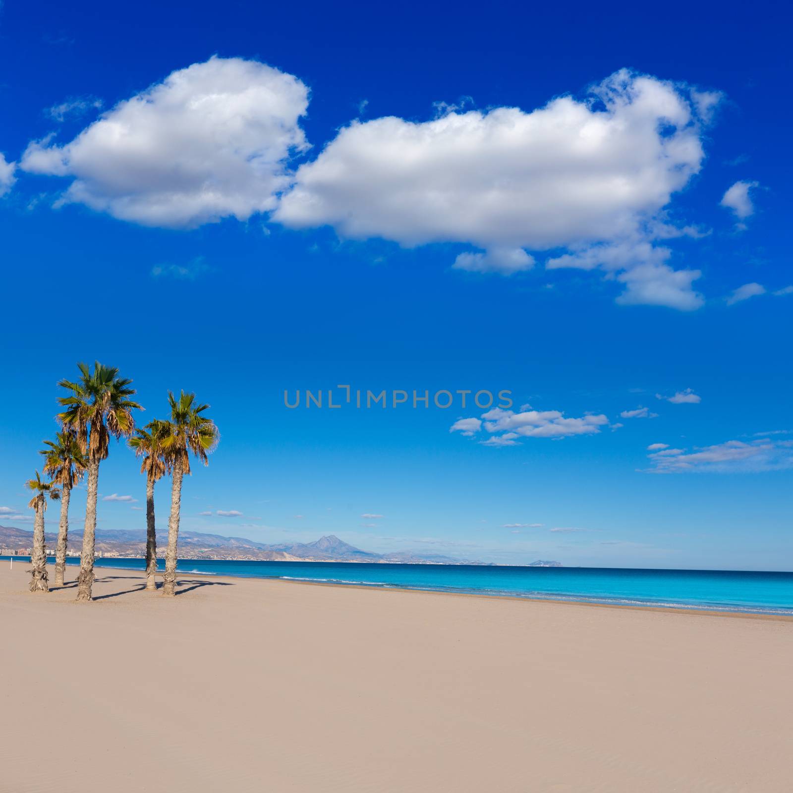 Alicante San Juan beach with palms trees of Mediterranean by lunamarina
