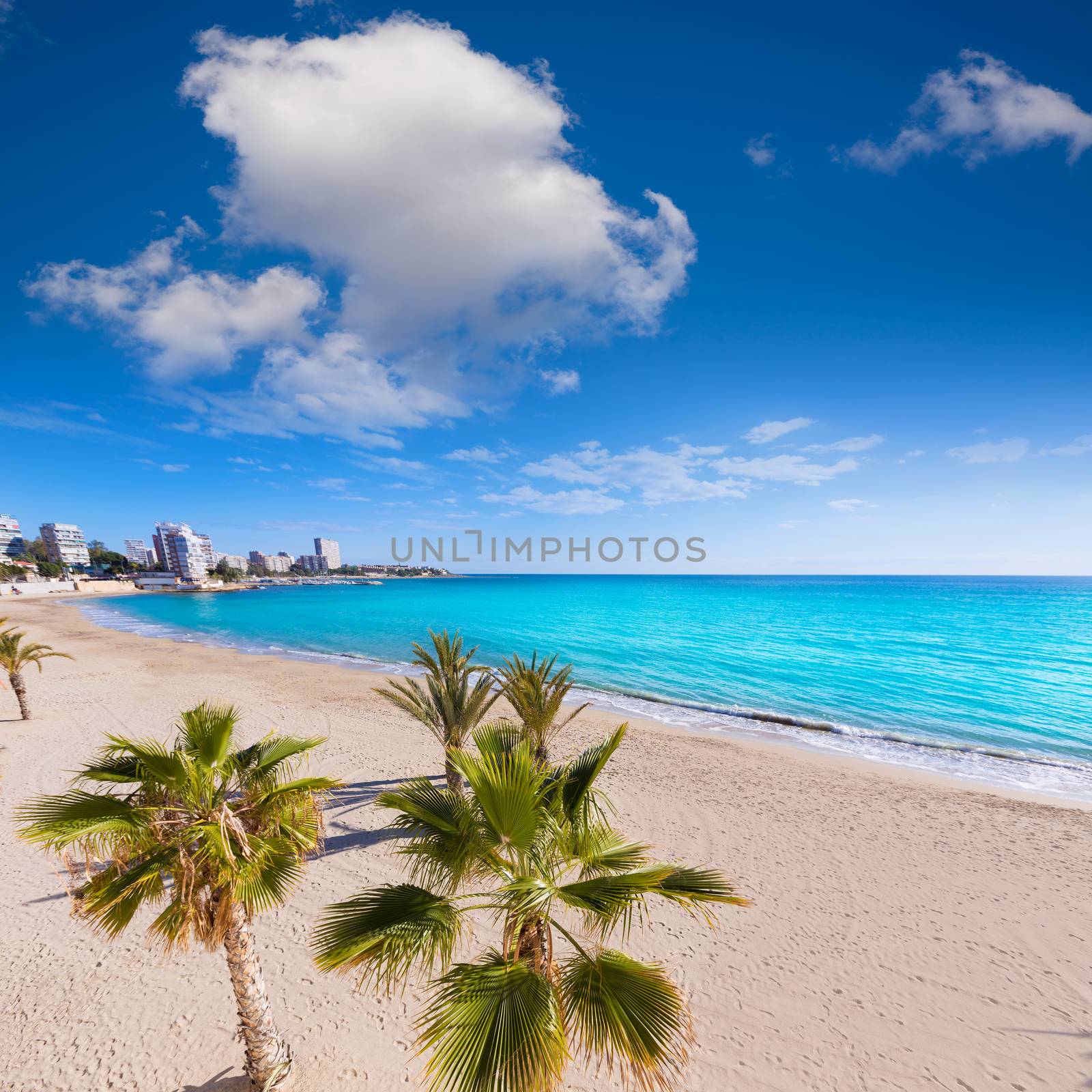 Alicante San Juan beach of La Albufereta with palms trees in Mediterranean Spain