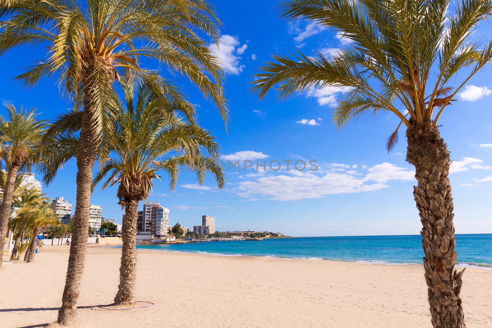 Alicante San Juan beach of La Albufereta with palms trees in Mediterranean Spain