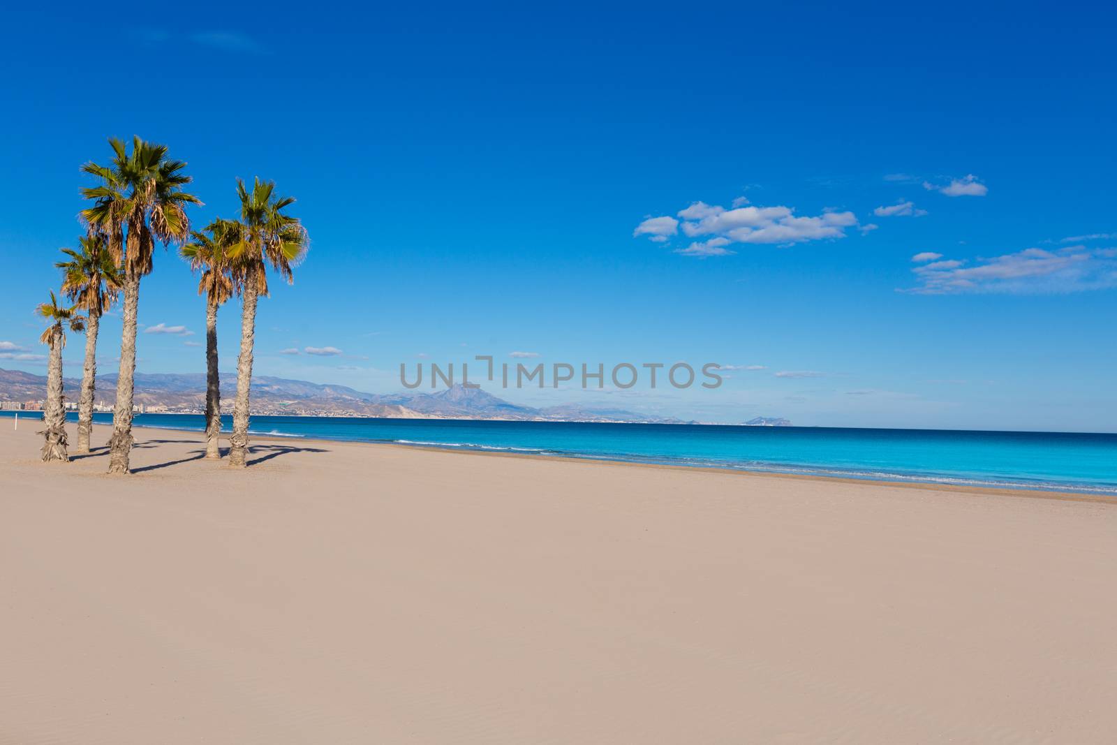 Alicante San Juan beach with palms trees of Mediterranean by lunamarina
