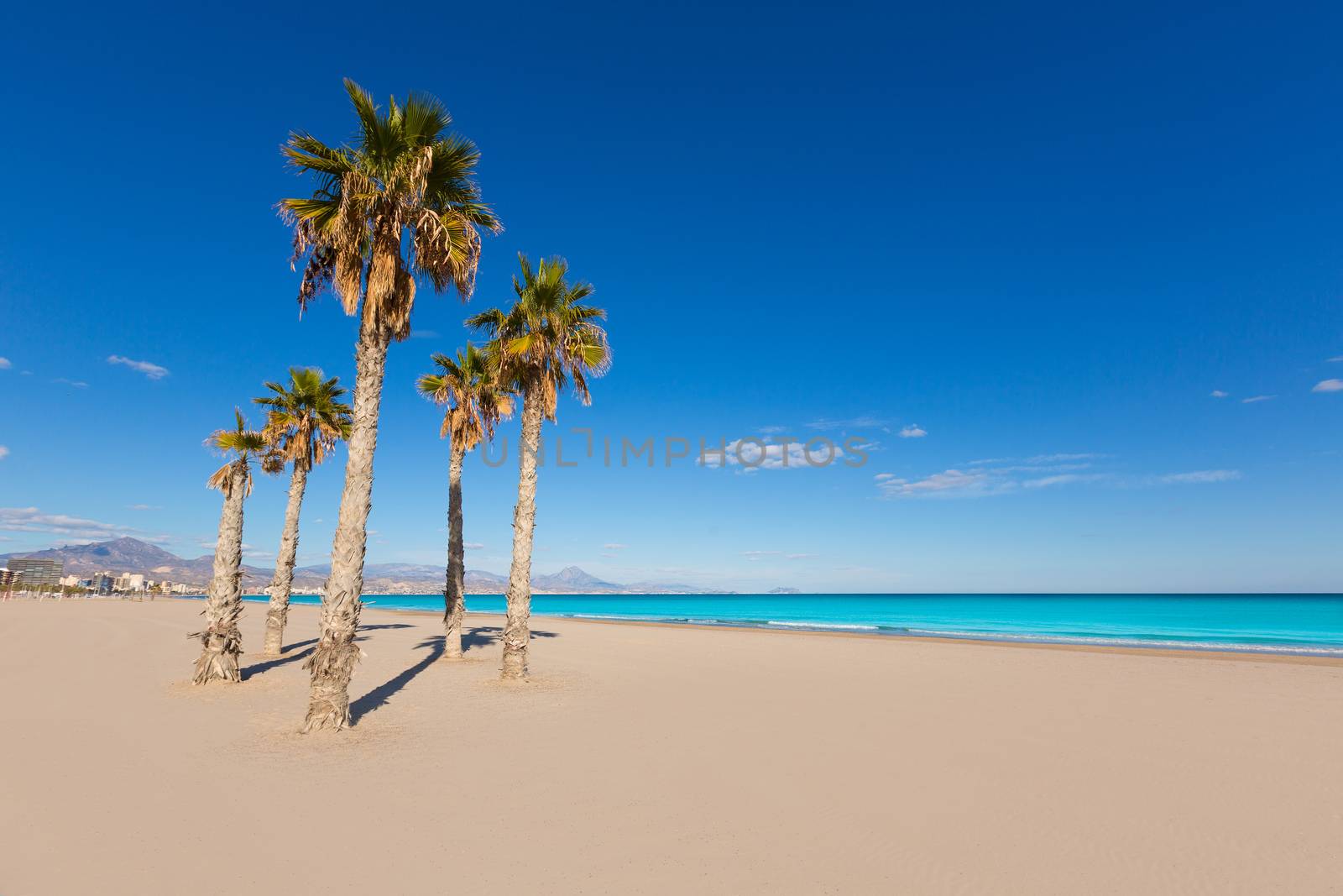 Alicante San Juan beach with palms trees of Mediterranean by lunamarina