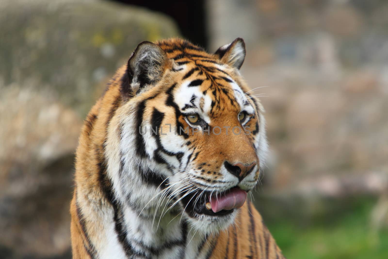 Siberian tiger (Panthera tigris altaica) by mitzy